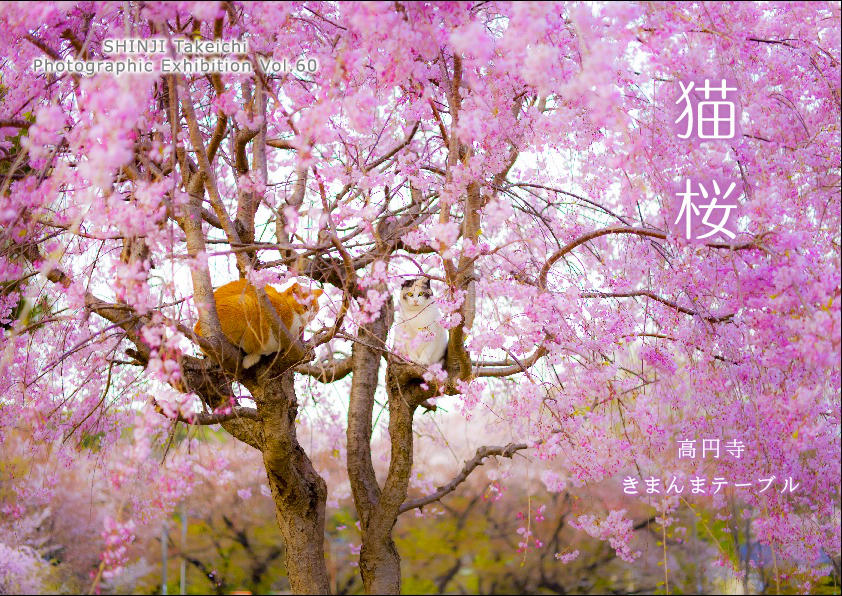 きまんまテーブル「猫桜」