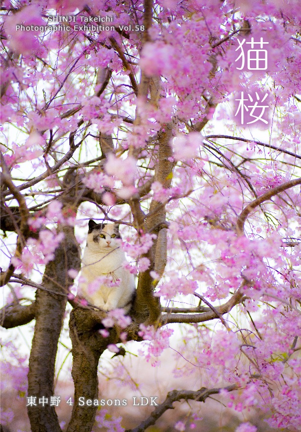 猫桜2