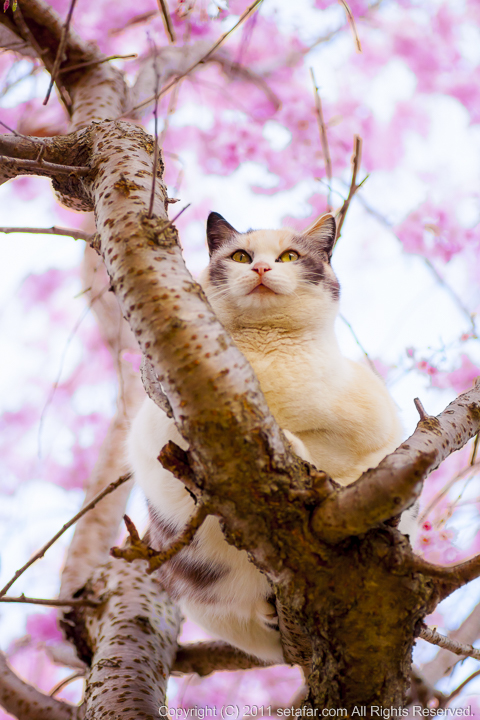 猫桜